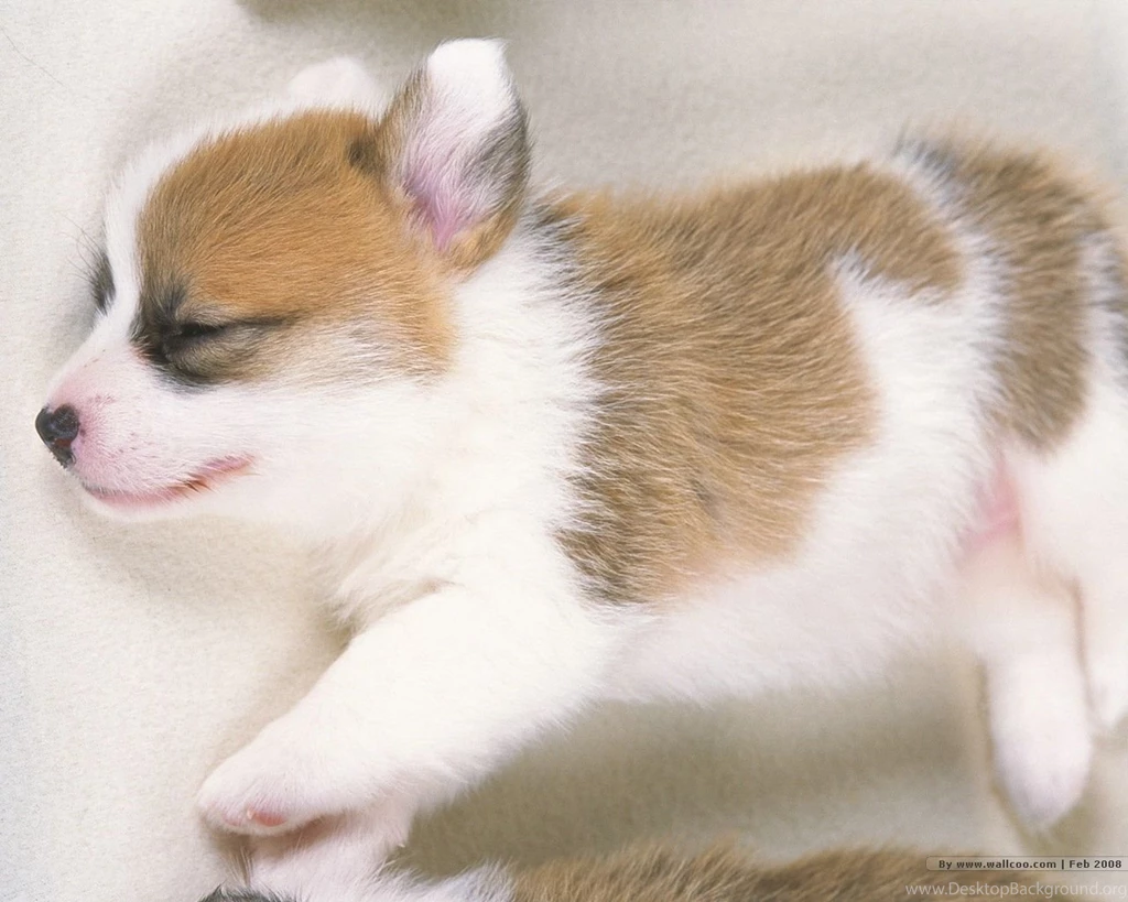 Cute Puppies Photos Lovely Puppy Portraits 1280x1024 NO.8 ...