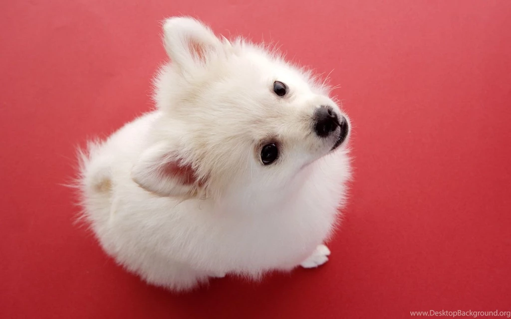 Lovely Puppy Photos Studio Shots Of Cute Puppies 1440x900 NO.13 ...