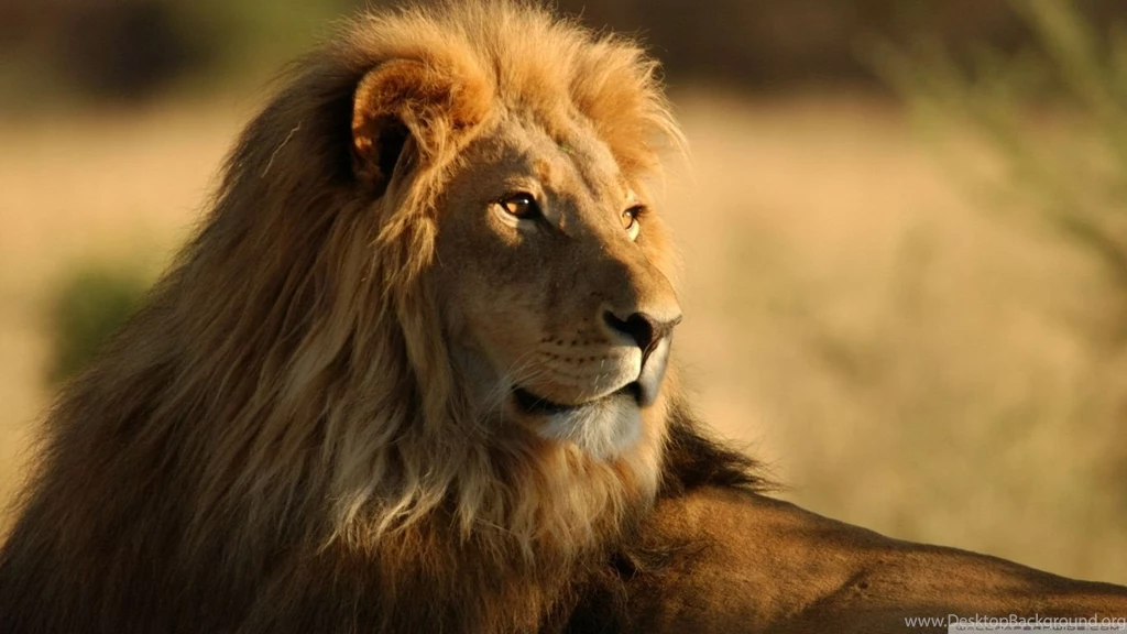 Cats: Gorgeous Lion Cats Animals Lions New Wild Free Desktop ...