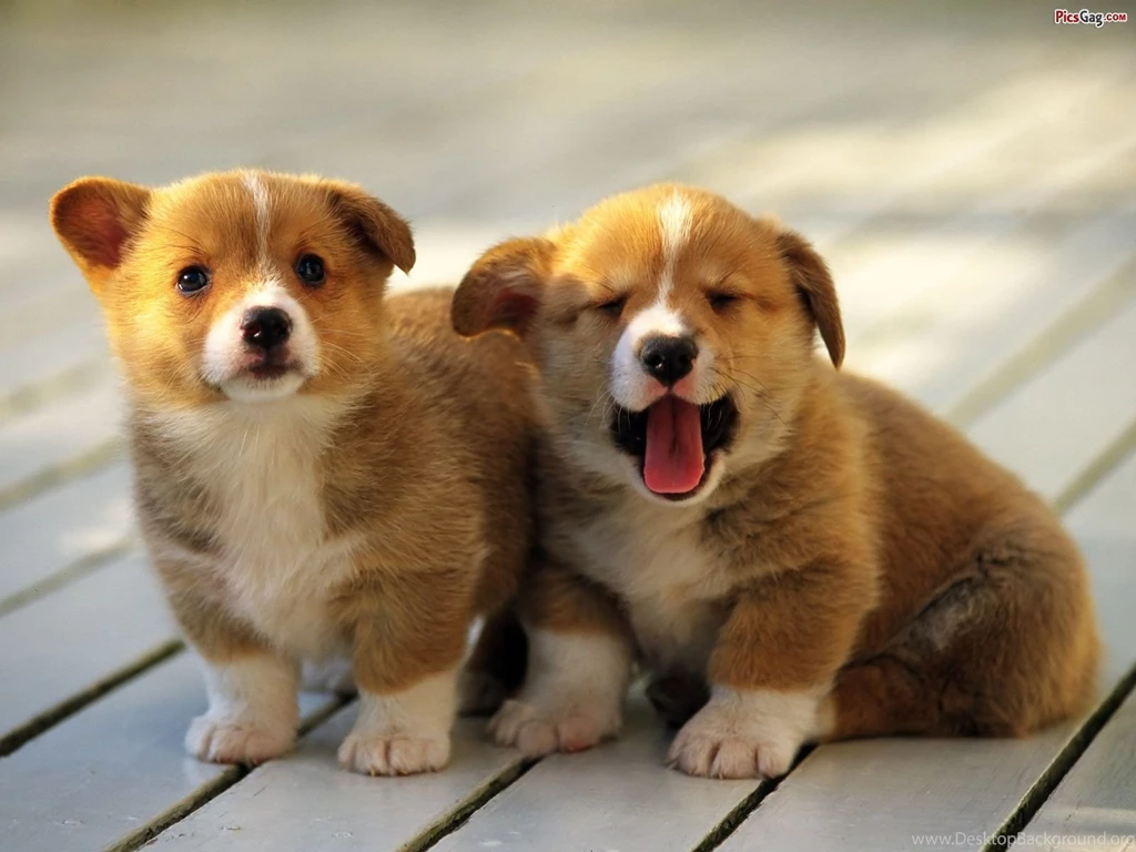 Puppy Pictures AmusingFun.com