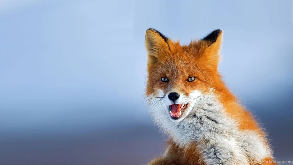 Download Wallpapers 1920x1080 Fox, Muzzle, Background, Eyes, Animal ...