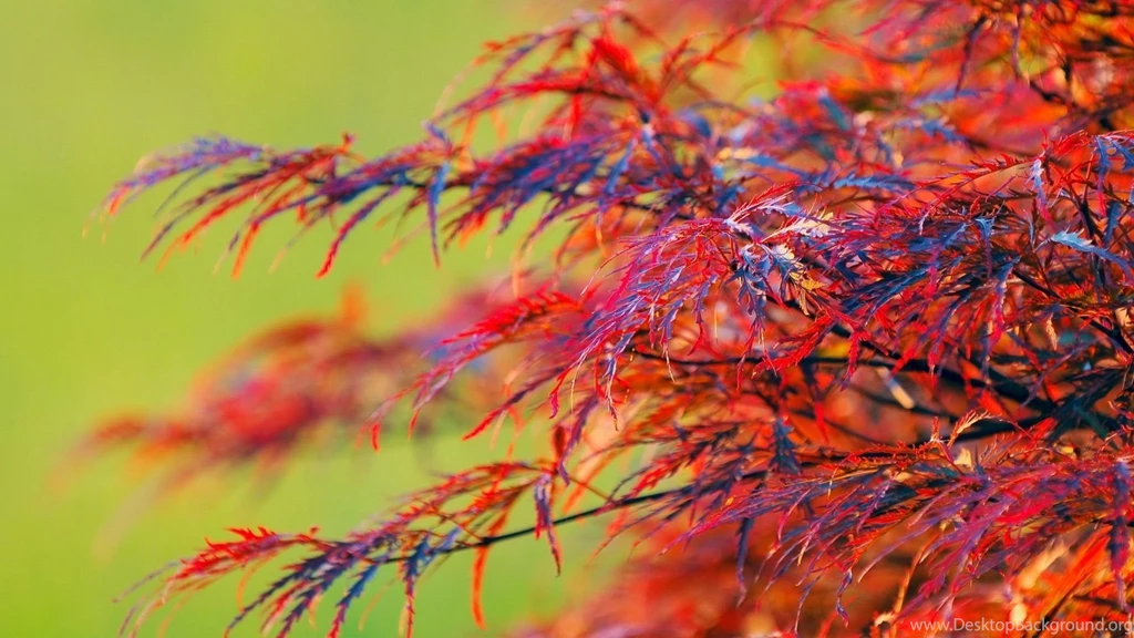 Download Wallpapers 1920x1080 Tree, Plant, Bright, Colorful Full HD ...