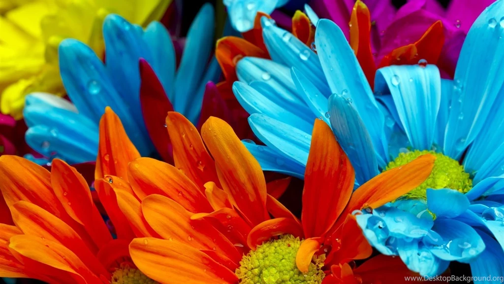 The Bright Colorful Of Chrysanthemum Petals Wallpapers