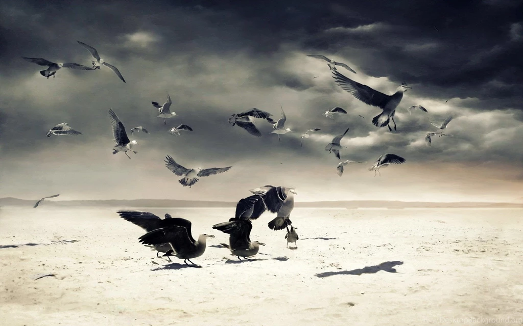 Beach sand birds gulls hd wallpapers Magic4Walls.com