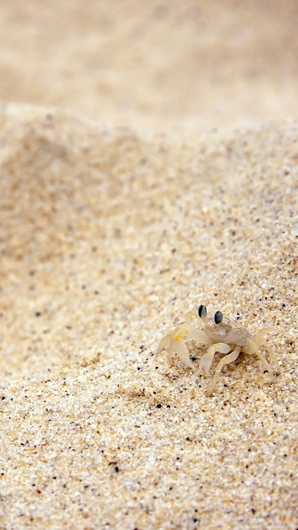 Beach Sand Crab iPhone 6 Wallpapers Download