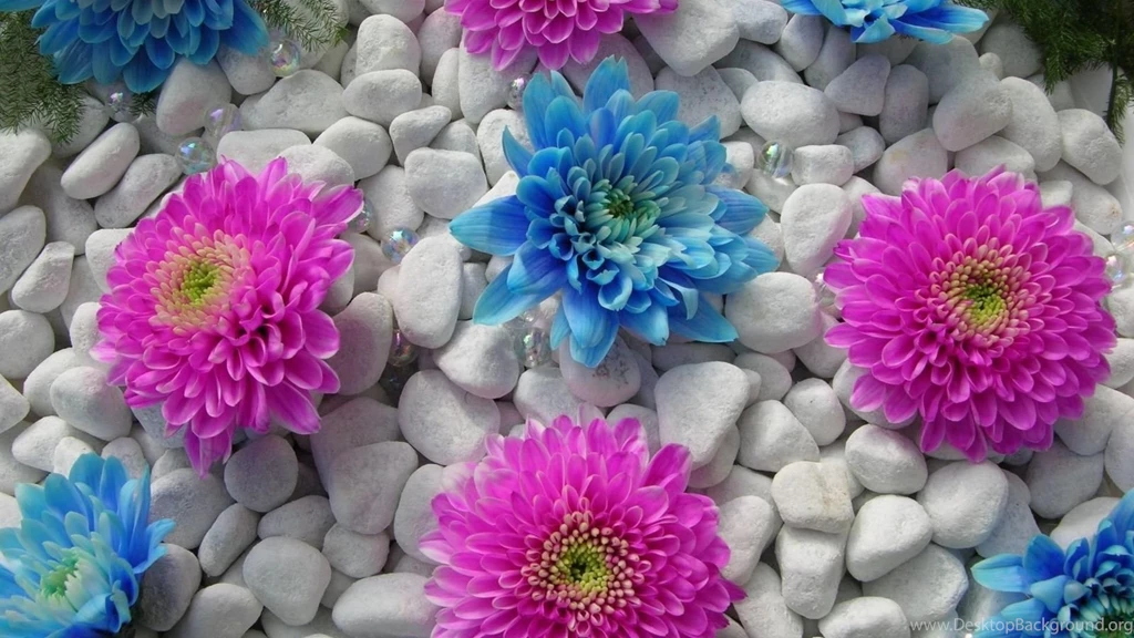 Flowers Wallpapers Hd Download All Wallpapers New