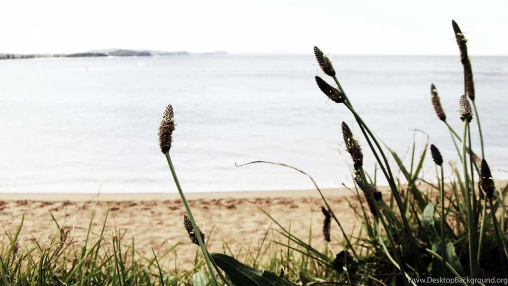 Water Nature Beach Sand Sea Shore Widescreen HD Wallpapers ...