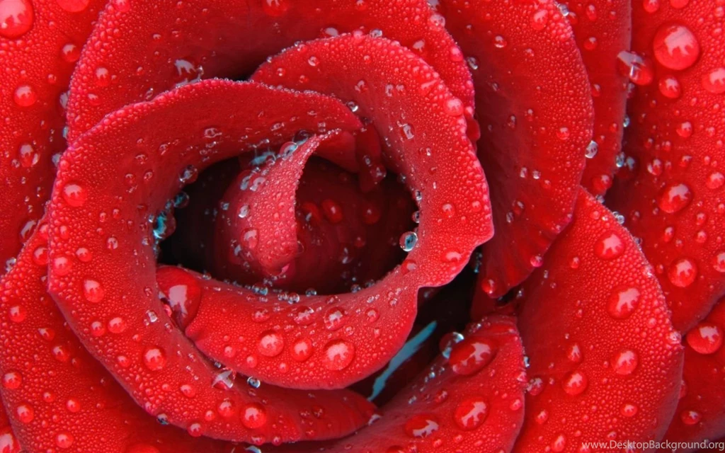 Red Flowers HD Wallpapers & Beautiful Cute Rose Pictures