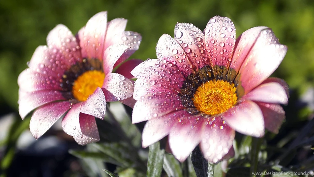 Beautiful Flowers Wallpapers