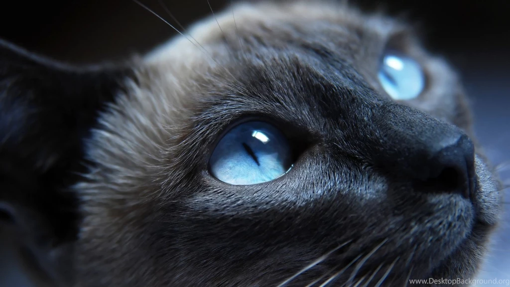 Download Wallpapers 1920x1080 Cat, Siamese, Blue Eyes, Muzzle ...