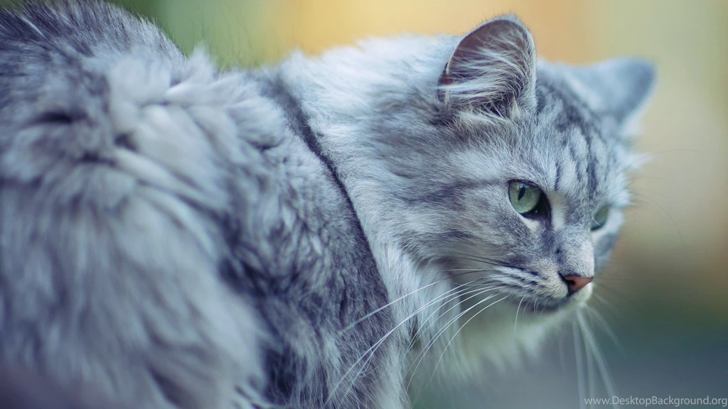 Beautiful cat close up photo wallpaper 1920x1080 Magic4Walls.com