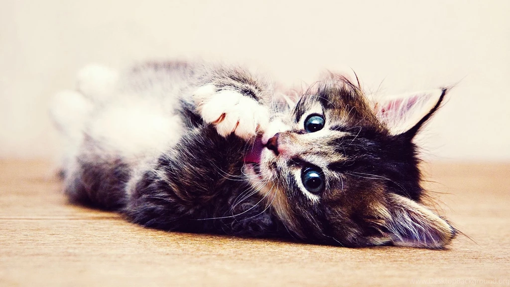 Beautiful_cat_1920x1080.jpg