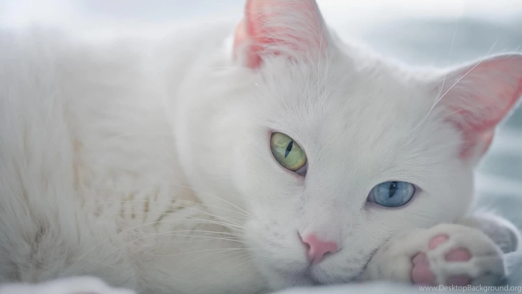 White Beautiful Cat (