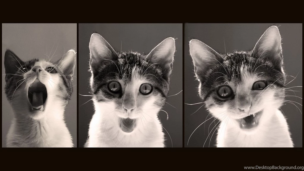 Beautiful Cats Photo Wallpapers, Beautiful Cats Pictures