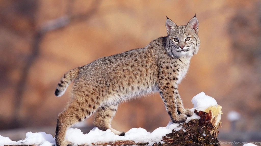 Download Wallpapers 1920x1080 Lynx, Snow, Big Cat, Beautiful Full ...