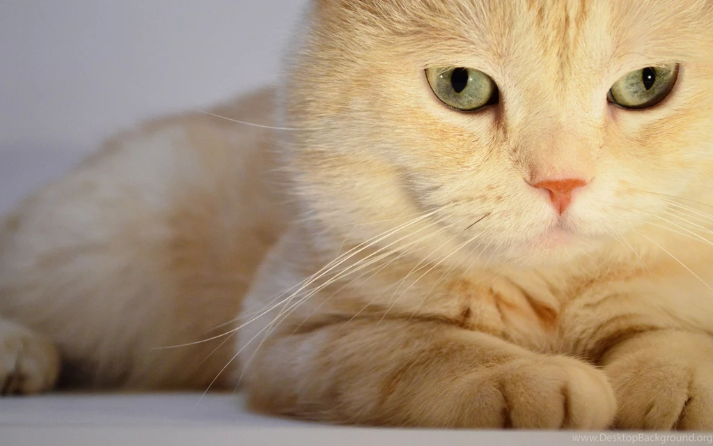 Beauty Beautiful Cat Wallpapers 1024x576 2016