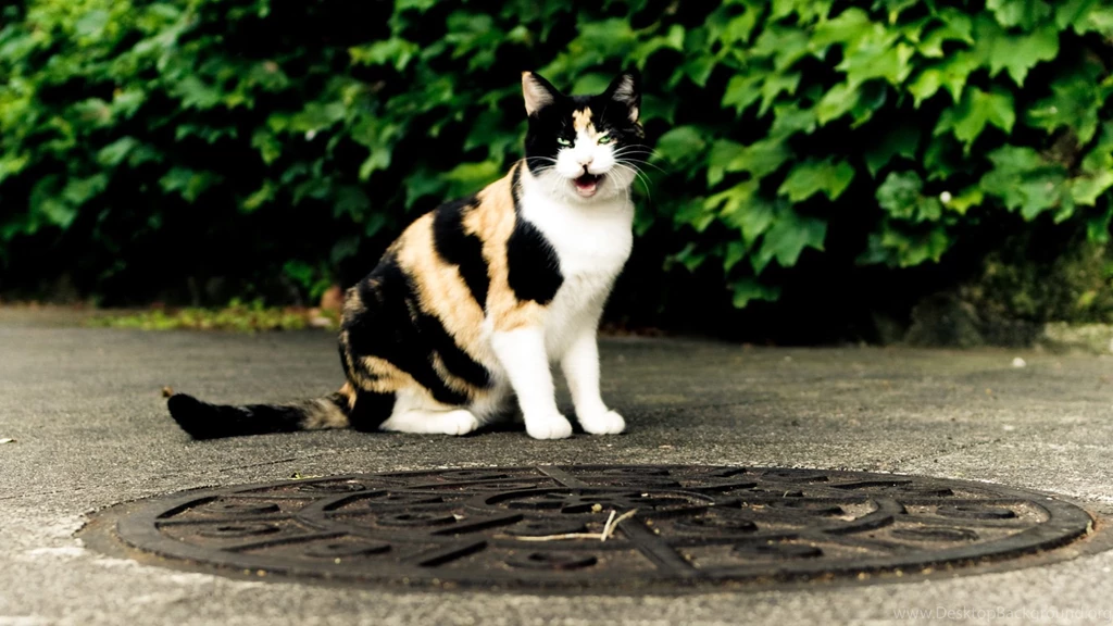 Animals Beautiful Sweet Funny Cute Cats Picture Free High ...