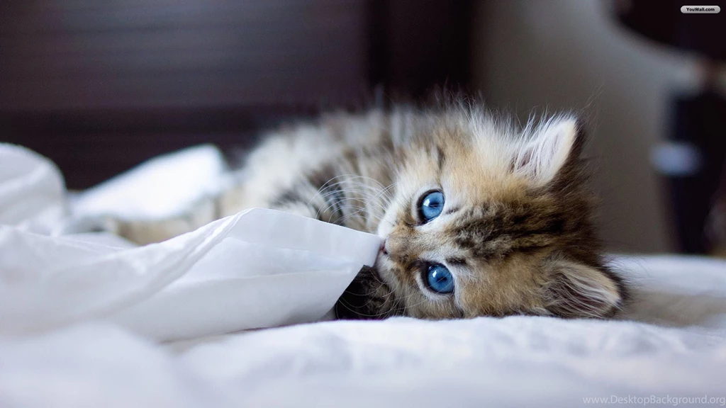 YouWall   Cute Kitty With Blue Eyes Wallpapers   Wallpapers ...