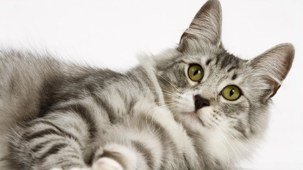 Animals Beautiful Sweet Funny Cute Cats Picture Free High ...