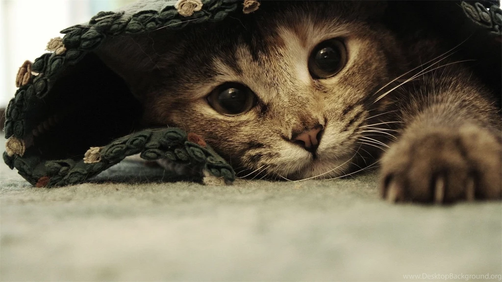 Funny Beautiful Cat Under The Rug Wallpapers And Images ...