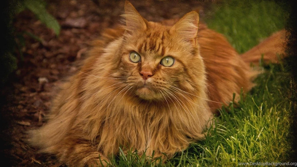 Extremely Beautiful Persian Cat Wallpapers (