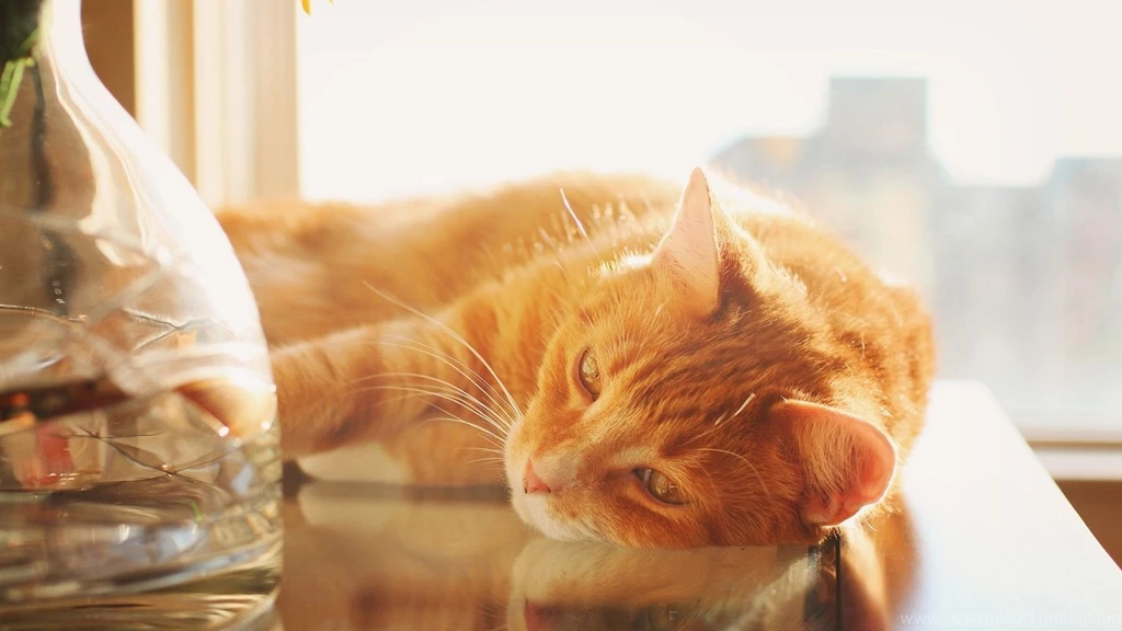 Beautiful orange cat animal hd wallpaper 1920x1080 11584.jpg