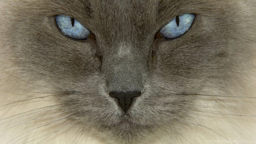 Top Beautiful Animal Cat Images For Pinterest