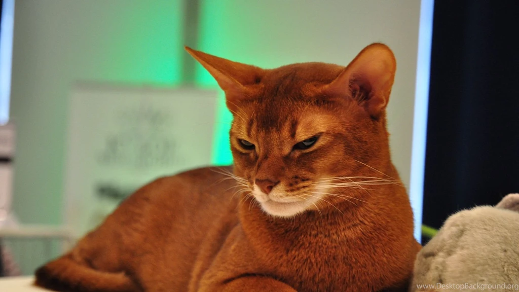 Download Wallpapers 1920x1080 Somali Cat, Face, Lie, Beautiful ...