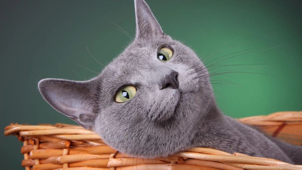 Animals Beautiful Sweet Funny Cute Cats Picture Free High ...