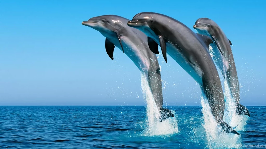 Laptop HD Wallpapers 8.jpg