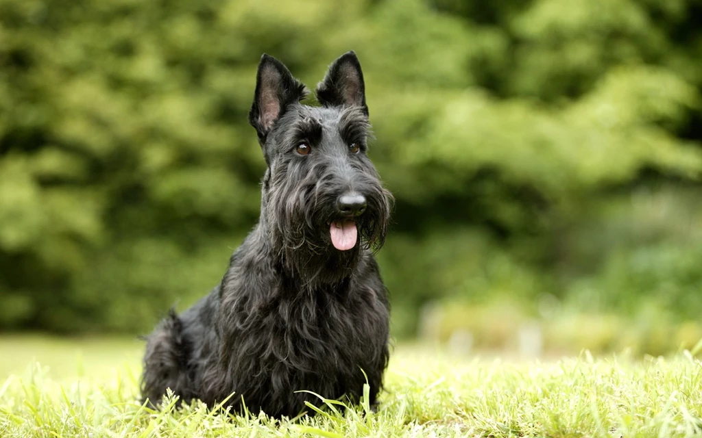 Scottish Terrier Computer Wallpapers, Desktop Backgrounds ...