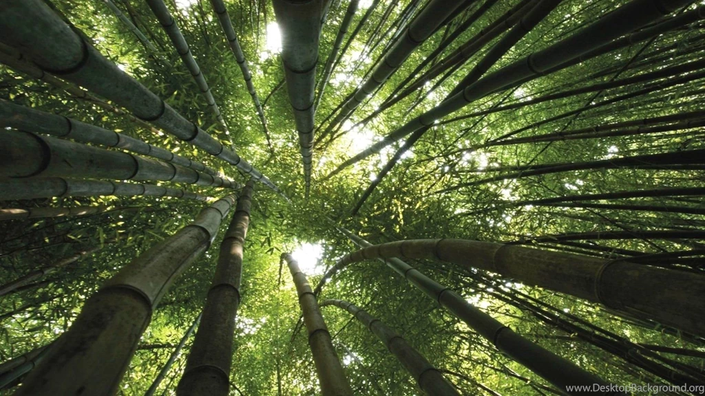 Top Bamboo Field Hd1080p Hd Images For Pinterest