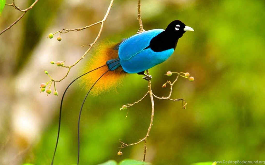 Beautiful Bird HD 1080p Wallpapers