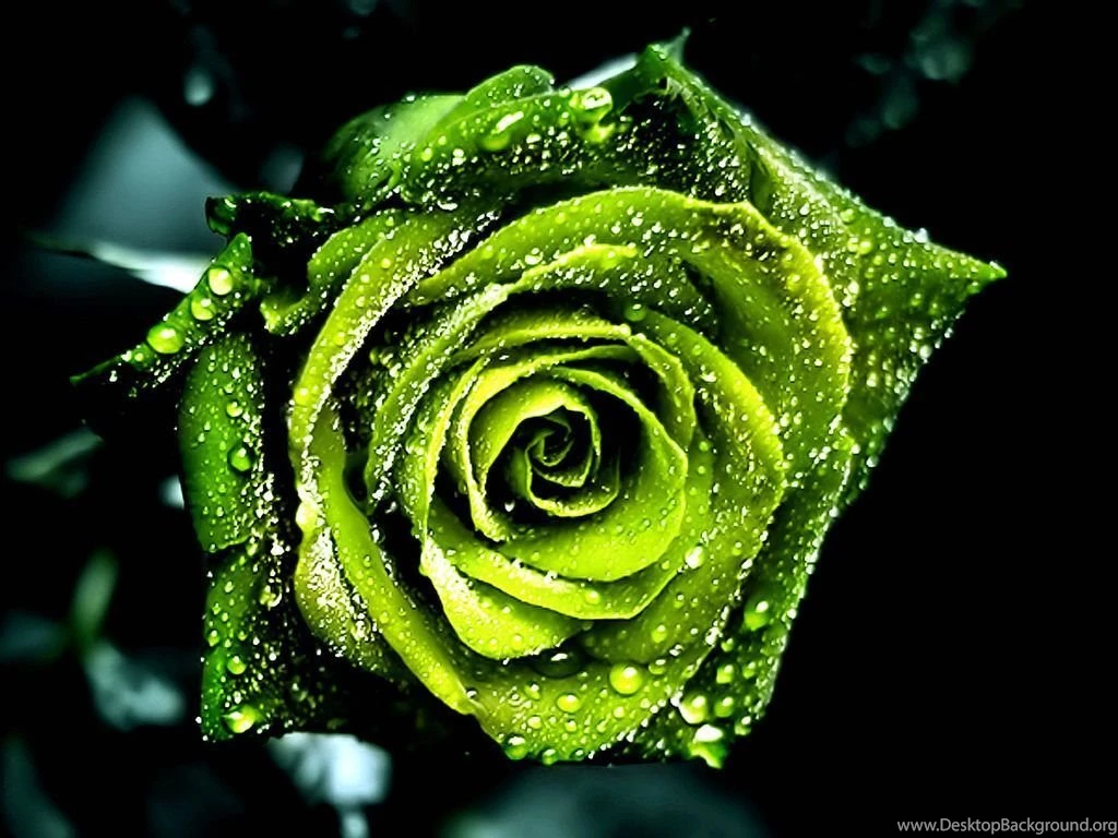 Green Colour Wallpapers Wallpapers HD Fine