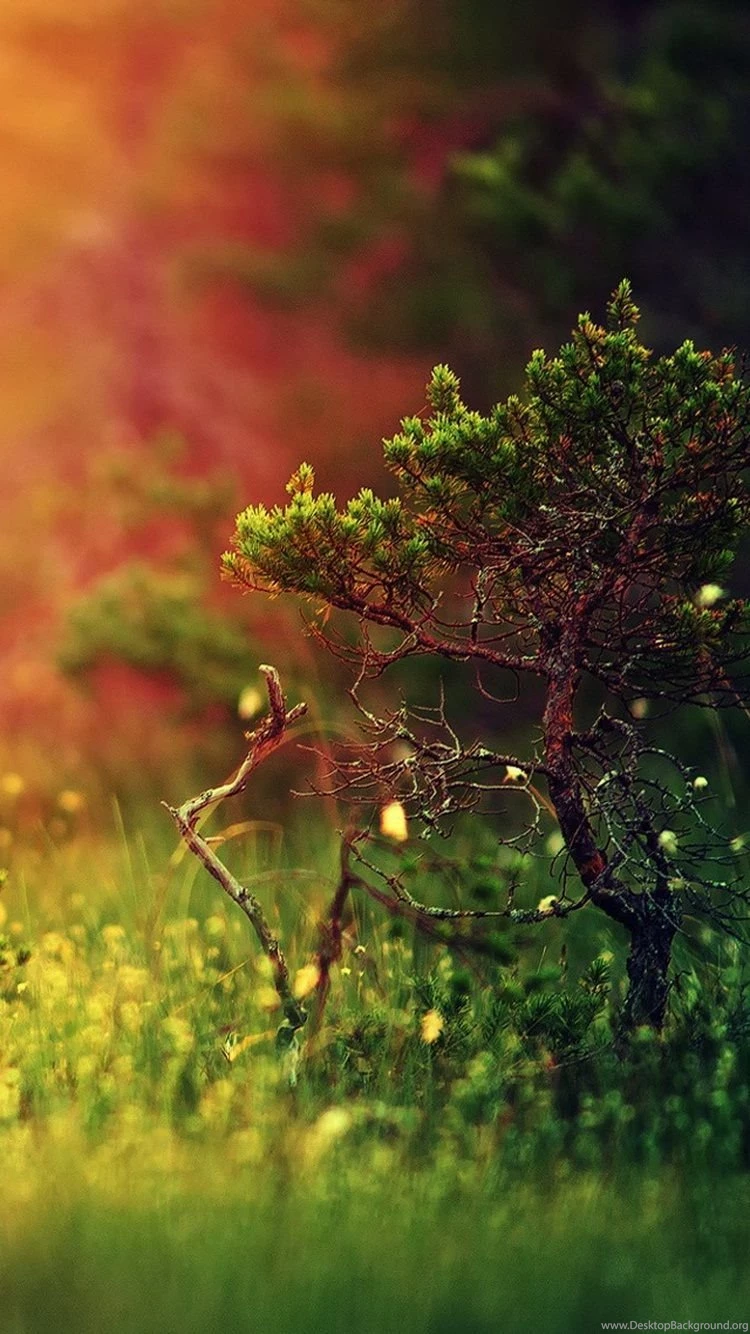 iPhone 6s Nature Grass Wallpapers HD • IPhones Wallpapers