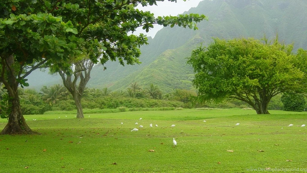 Green Landscape Desktop Wallpapers HD Wallpapers