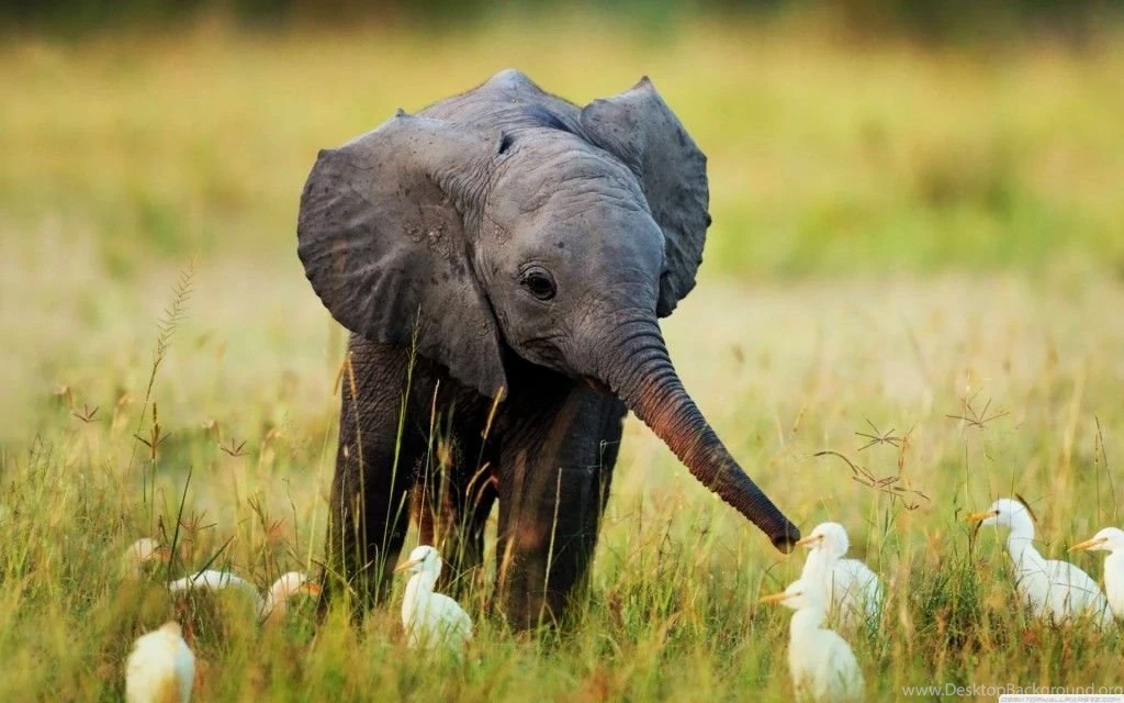 Baby Animal Wallpaper Free Download 1024x640.jpg