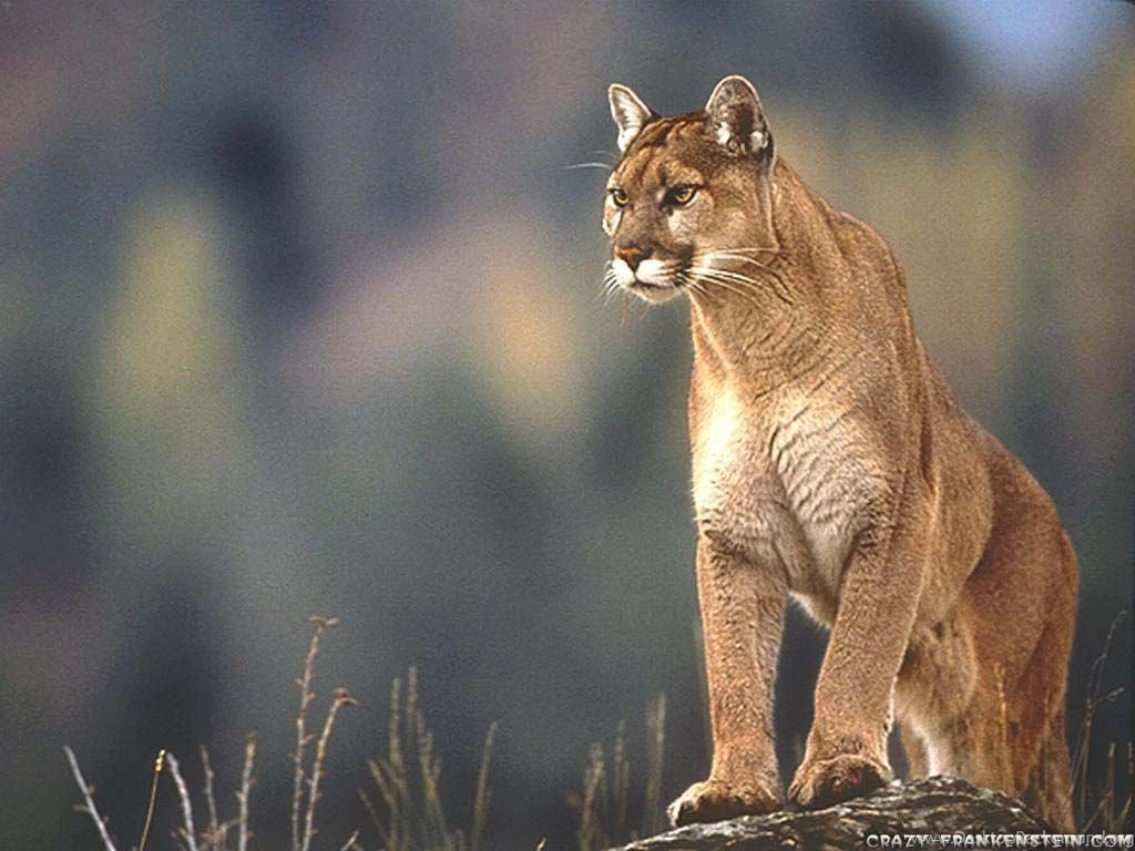 Animal Wallpapers Cool 2002 Backgrounds Version