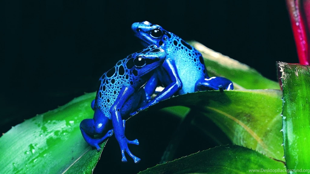 HD Animal Wallpapers