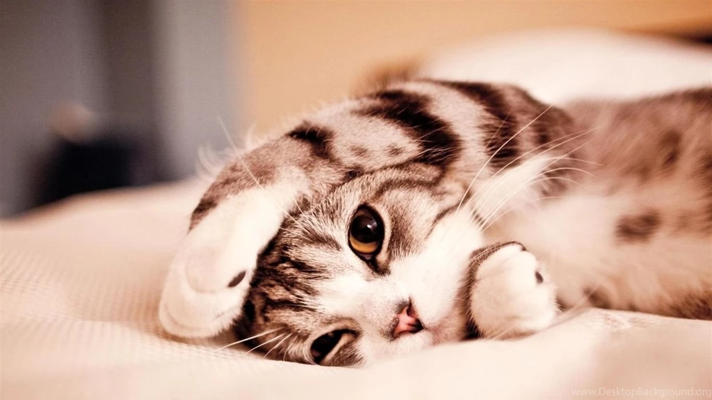 Beautiful And Cute Animals Wallpapers 2 PowerballForLife
