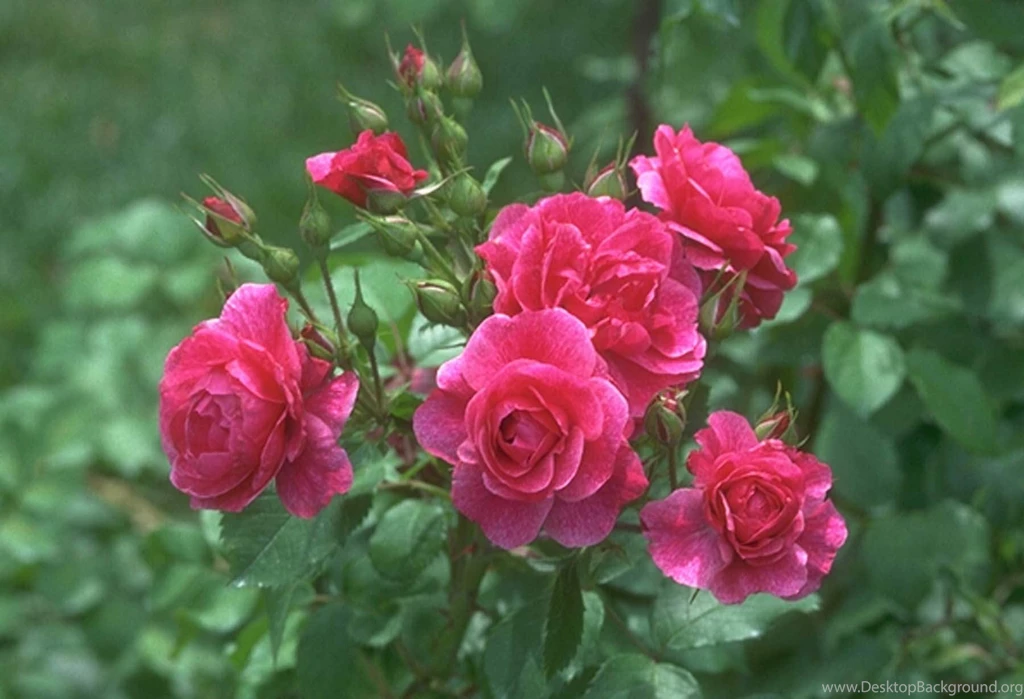 Pictures Of Flowers Roses And Wallpapers Download