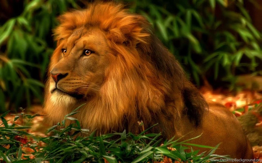 Top Lion Wallpapers For Desktop Images For Pinterest