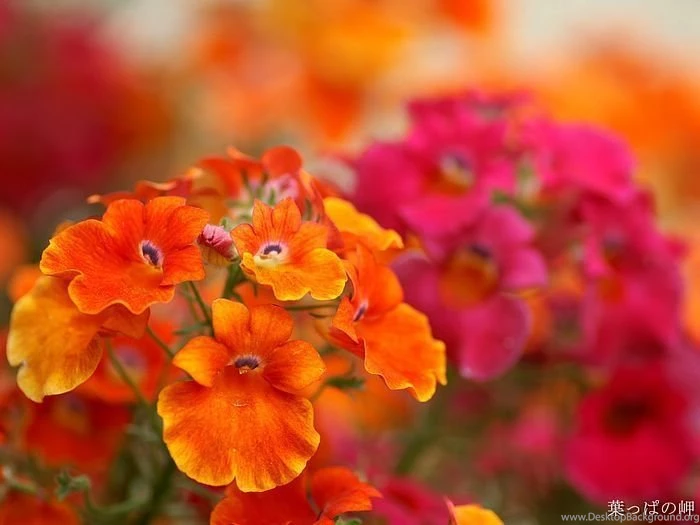 Red Flowers HD Flower Wallpapers 1 Wallcoo.net