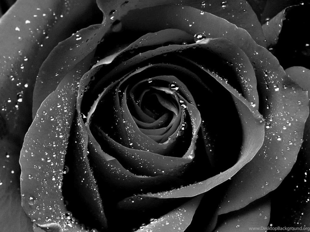 Black Rose Flower Wallpapers