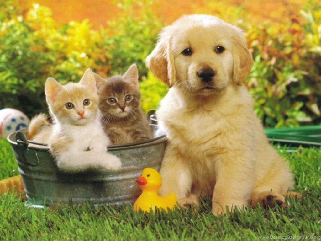 Golden Retriever Puppy And Kittens Photo And Wallpaper. Beautiful ...