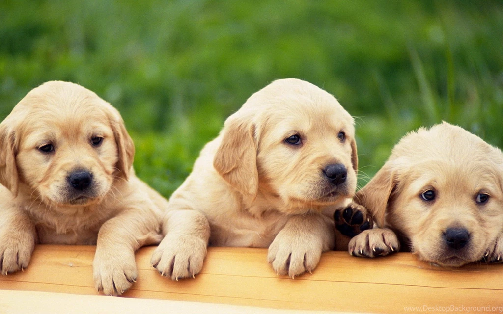 Labrador Puppy Pictures Wallpapers High Definition