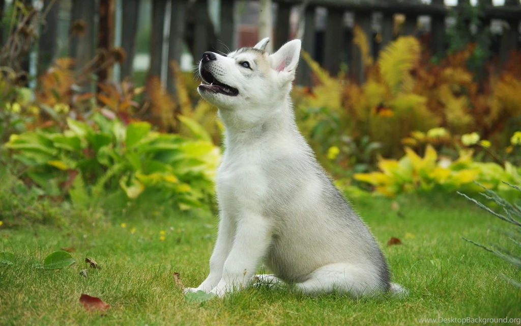 Download Husky Puppy Wallpapers Photo