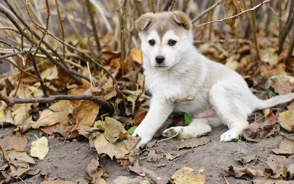 Dog Wallpapers ~ Puppy In Winter ~ DogPerDay ~ Cute Puppy Pictures ...