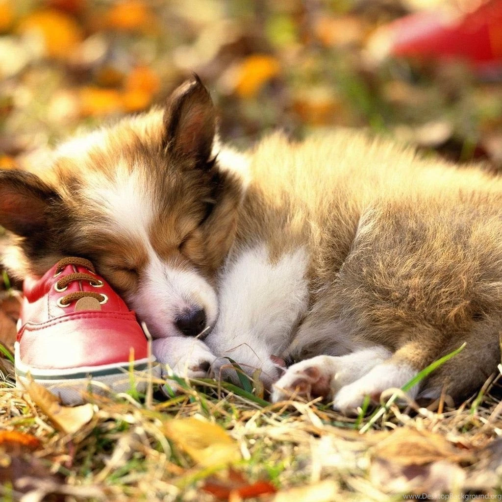 Top Puppy Sleeping Wallpaper Images For Pinterest