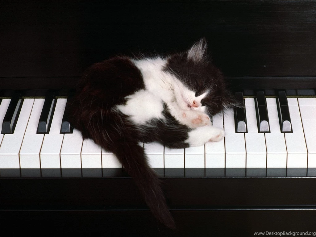 Wallpapers Piano Mac Cats Love Music Animals Play At Hd Backgrounds ...